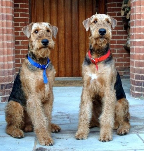 The Airedales at Honiley Hall